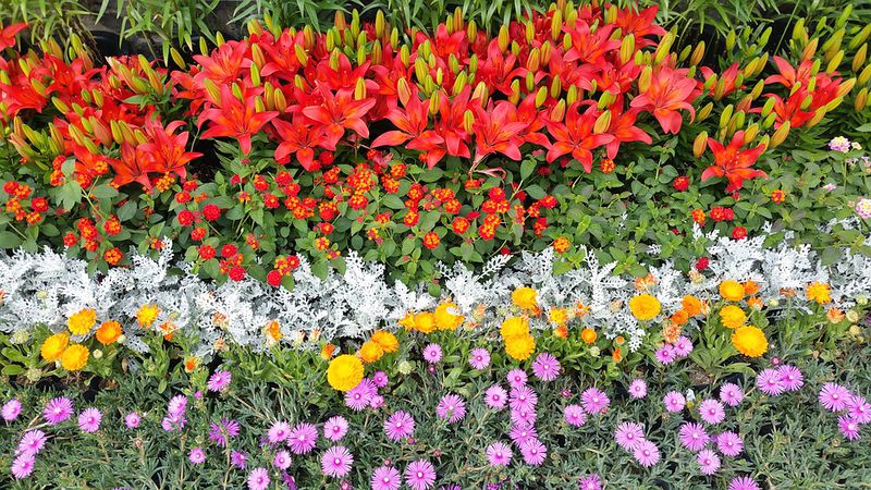 파일:Flower-garden-1426147 960 720.jpg