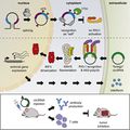 그림 3. m6A modification으로 innate immunity를 피하는 endogenous RNA (2).jpg