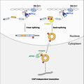 그림 3. m6A modification으로 innate immunity를 피하는 endogenous RNA (1).jpg