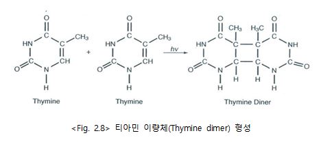 티아민이량체형성.JPG