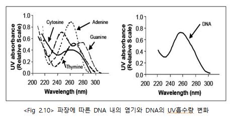파장에따른DNA내의염기와DNA의UV흡수량변화.JPG