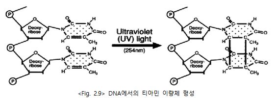 DNA에서의티아민이량체형성.JPG